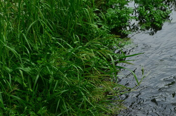 Grass at side of river