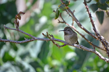 Anna's Hummingbird in Shade