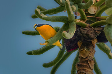 El amarillo en la naturaleza