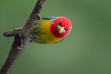 El amarillo en la naturaleza