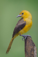 El amarillo en la naturaleza