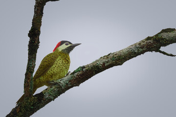 El amarillo en la naturaleza