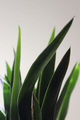 leaves on black background