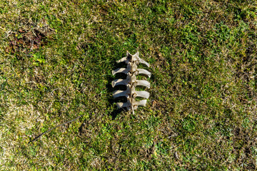 wild boar bones on the grass