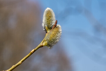 Spring. The willow (lat. Salix) blossoms, the earrings - inflorescences have blossomed.
