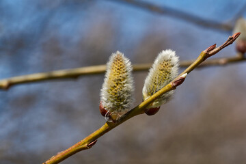 Spring. The willow (lat. Salix) blossoms, the earrings - inflorescences have blossomed.