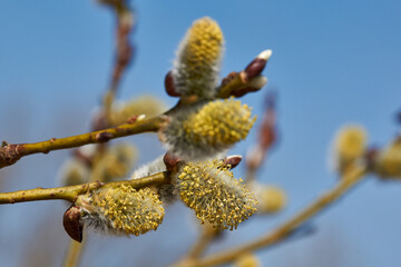 Spring. The willow (lat. Salix) blossoms, the earrings - inflorescences have blossomed.