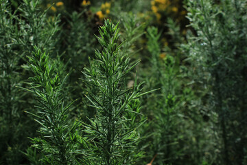 Plantas, naturaleza, verde, arbusto, amarillo, fondo, hojas, tierra, aire.