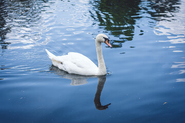 White swan on the lake.