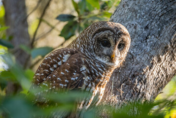 barred owl looking for food