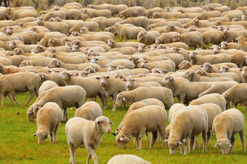 Fototapeta premium A flock of sheep grazing on the green fields by the road to Bodie State Historic Park, a gold rush ghost town located east of the Sierra Nevada of California, western USA