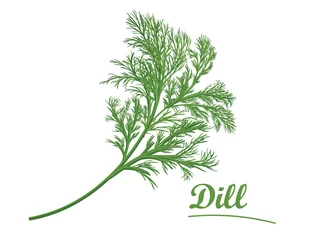 Foto op Aluminium Fresh dill on white background, isolated © Ana
