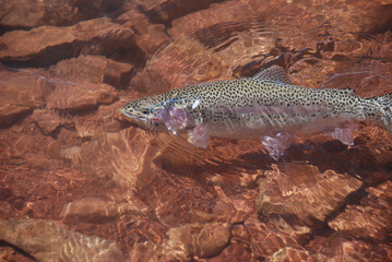 A rainbow trout in the shallows 