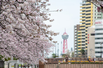 福岡の春