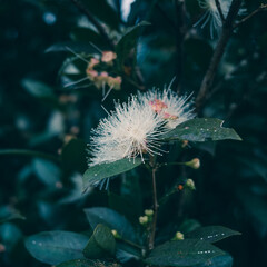 eucalyptus flower
