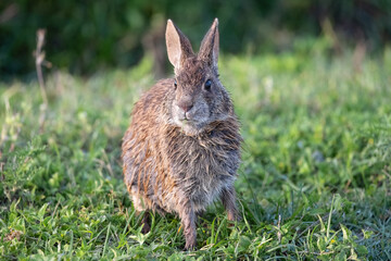 marsh rabbit ready to run