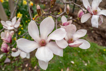 Fototapeta na wymiar Bloomy magnolia tree with big pink flowers