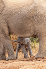 Fototapeta premium Tiny elephant calf with mother, Addo Elephant National Park 