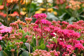 Obraz premium Kalanchoe blossfeldiana beautiful ornamental plant