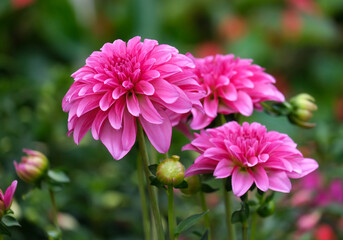 Pink Dahlias in the garden