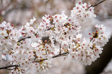 桜