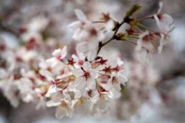 Obraz premium ソメイヨシノ