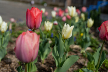 チューリップ