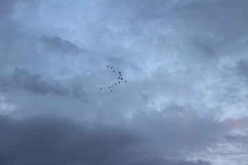 Flock of birds are flying back to the crate.