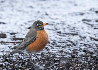 Robin in snowy woods