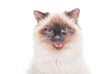 Cat breed Neva masquerade. Close up of a cat on a white background.