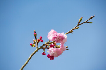 日本の桜　