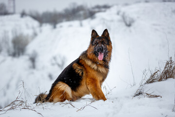 German shepherd dog sitting outdoors