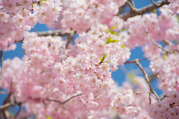 日本の桜