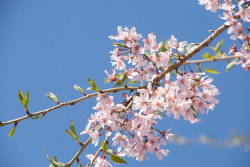 日本の桜