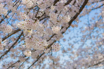 日本の春の桜