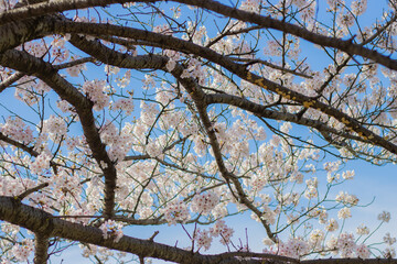 日本の春の桜