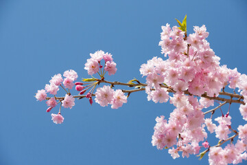 日本の桜