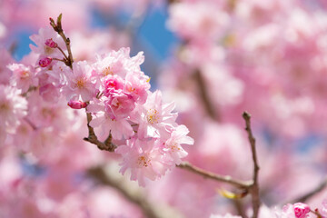 日本の桜