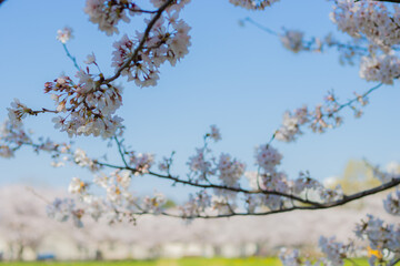 日本の春の桜