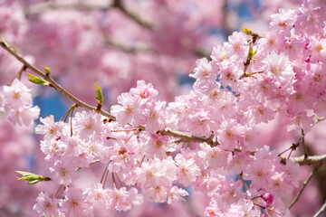 Fototapeta premium 日本の桜