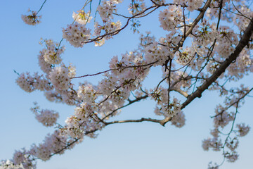 日本の春の桜