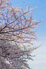 日本の春の桜