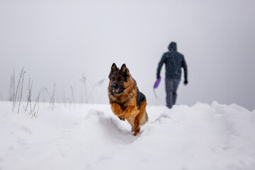 German shepherd dog running outdoors