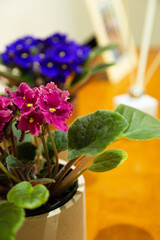 Decorating home with violets. Health, fresh and cozy.