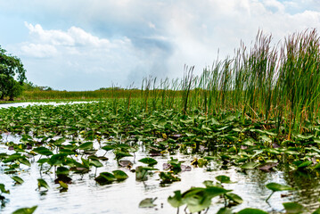 trees and river in Florida everglades with clouds in sky
