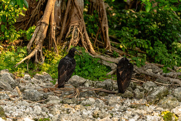 two black vultures on ground under trees with harsh shadows 