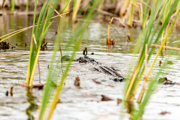 Alligator swimming in Florida Everglades 
