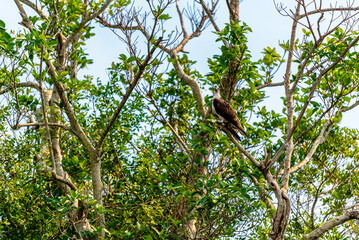 osprey perched on branch in tree