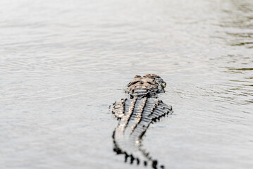 Alligator swimming in Florida Everglades 
