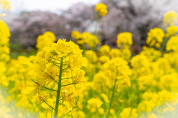 field of yellow flowers